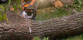 Reliable Huntersville, NC Tree Care Solutions