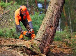 How Our Tree Care Process Works  in  Huntersville, NC