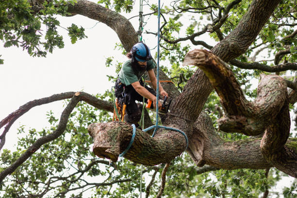 Best Tree and Shrub Care  in Huntersville, NC